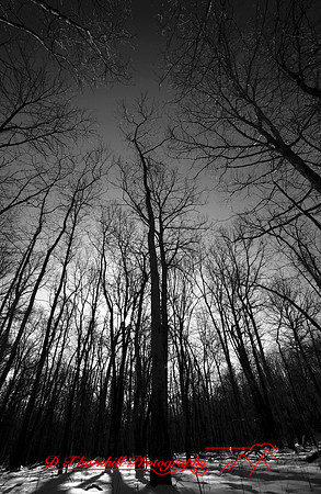 shiawassee-february-2007_010