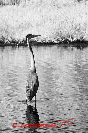 florida-2008-wildlife-infrared_25.jpg