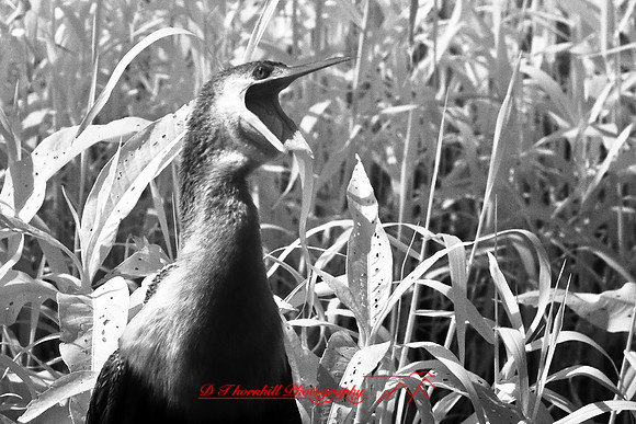 florida-2008-wildlife-infrared_34.jpg