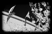 florida-infrared-images-2011-17