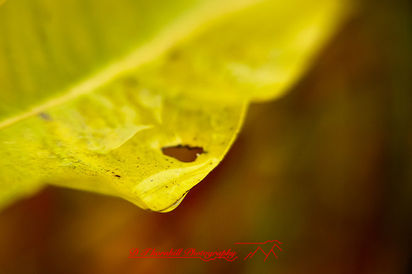 shiawassee-oct-2010_11