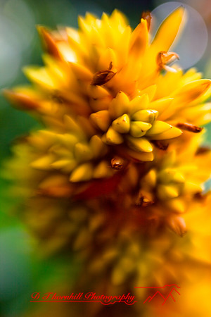 florida-2009-flowers_17.jpg