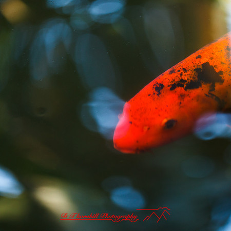 florida-nov-2014-flowers-015
