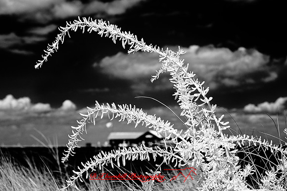 florida-2009-images-infrared_01.jpg