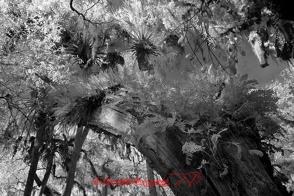 florida-2008-nature-infrared_56.jpg