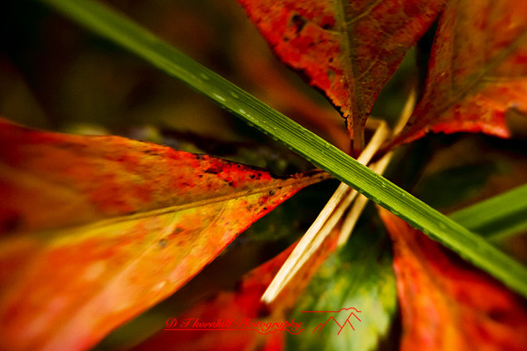 shiawassee-oct-2010_16