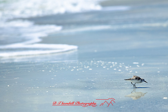 florida-2010-wildlife_06