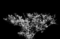 florida-2010-infrared-nature_15