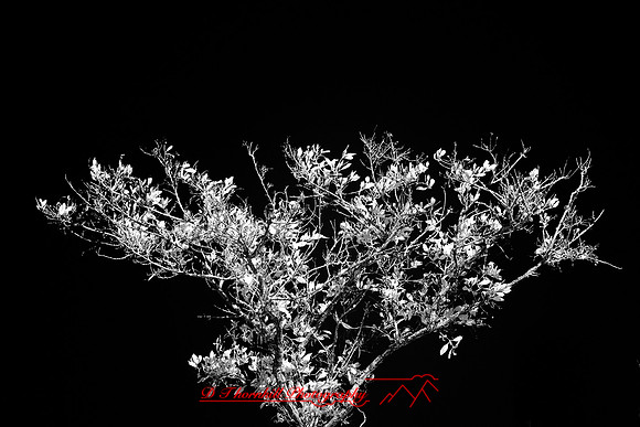 florida-2010-infrared-nature_15