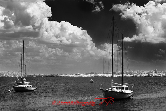 florida-2009-images-infrared_20-nik.jpg