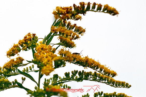 shiawassee-aug-2012-20