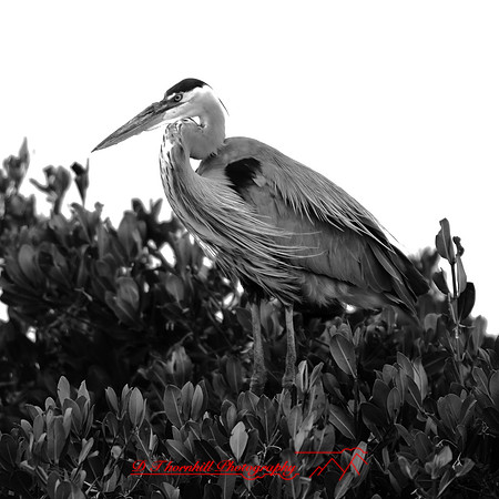 florida-march-2016-015