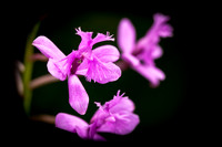 florida-flowers-2011-10