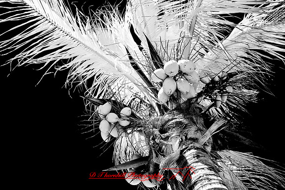 florida-2009-nature-infrared_22-nik.jpg