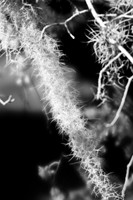 florida-2008-nature-infrared_06.jpg
