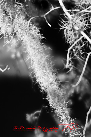florida-2008-nature-infrared_06.jpg