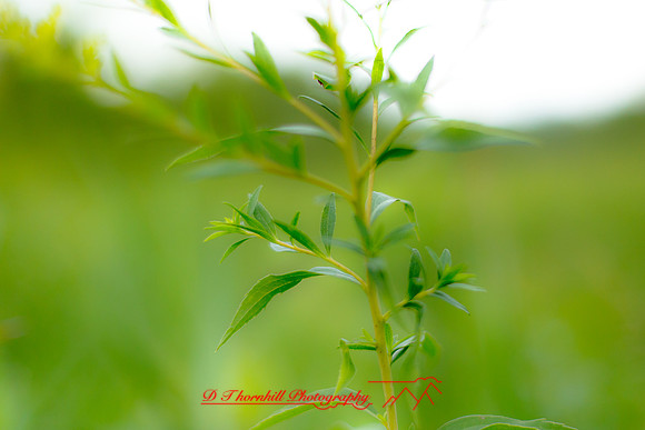 shiawassee-aug-2012-21