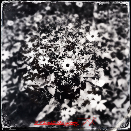 florida-2014-iphone-flowers-042