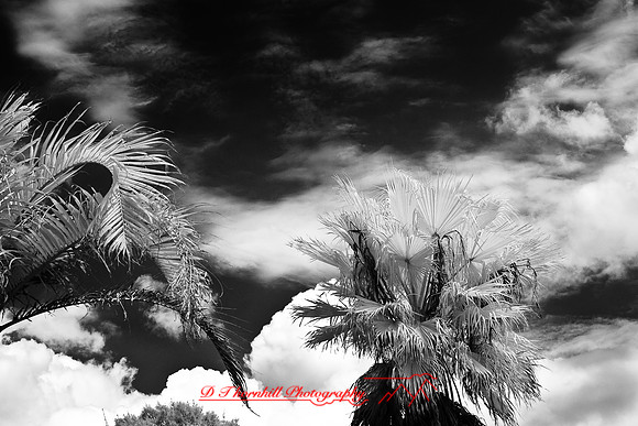 florida-2009-nature-infrared_01.jpg