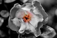 florida-flowers-2011-02-nik