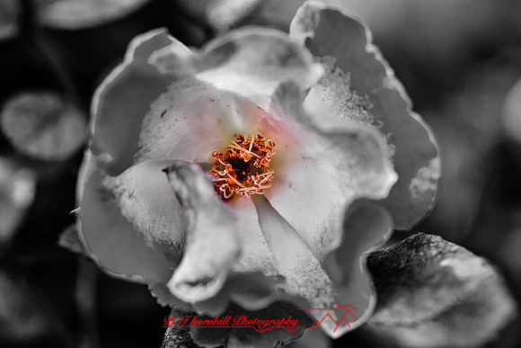 florida-flowers-2011-02-nik