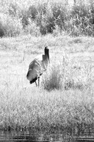 florida-2008-wildlife-infrared_21.jpg