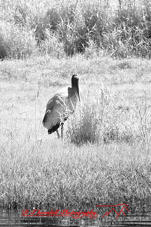 florida-2008-wildlife-infrared_21.jpg