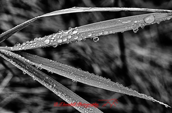 shiawassee_nov-hdr-2010_1-1_HDR