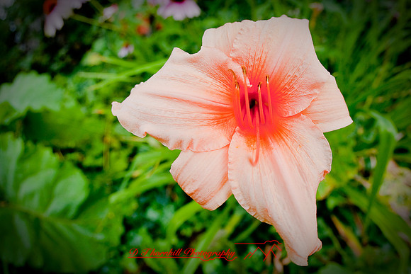 flowers-2008_05.jpg