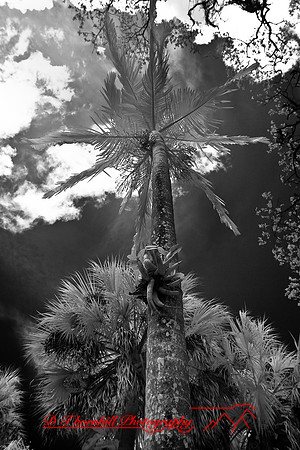 florida-2008-nature-infrared_30-nik.jpg