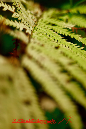 shiawassee-aug-2012-29-nas