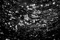 dow-gardens-infrared-2011-15