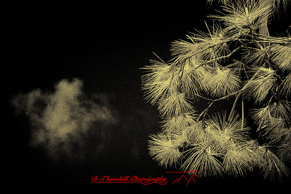 florida-2009-nature-infrared_10-nik.jpg