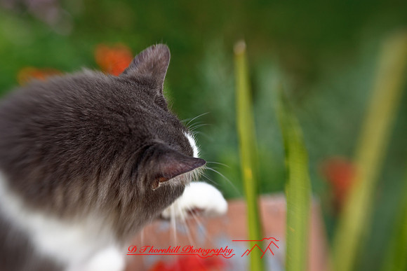 l-m_cats-2011-01