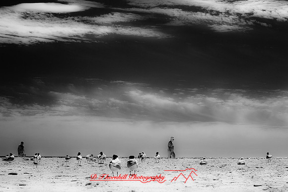 florida-2010-infrared-wildlife_04