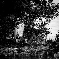 florida-march-2016-010