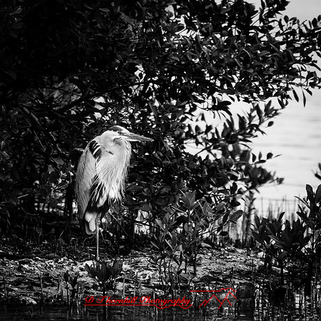 florida-march-2016-010