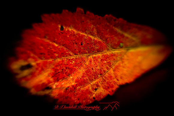 shiawassee-oct-2010_15