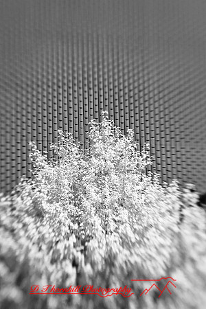 infrared-galesburg_il-2011-06