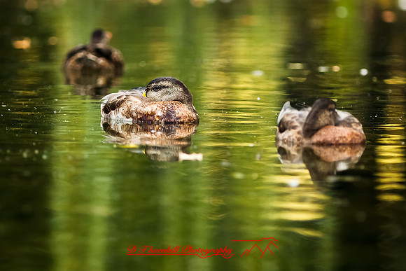 saginaw-zoo-2011-17