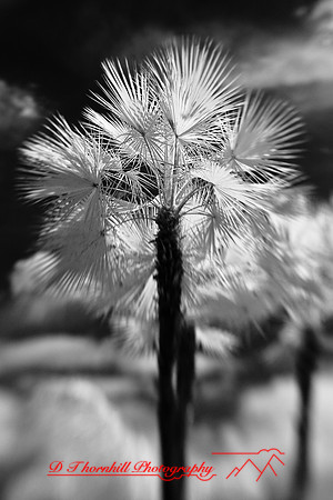 florida-2009-nature-infrared_26.jpg