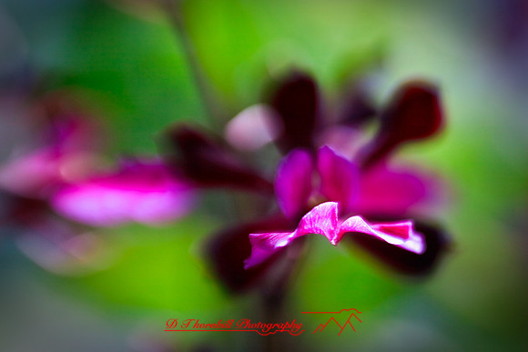 florida-2009-flowers_03.jpg