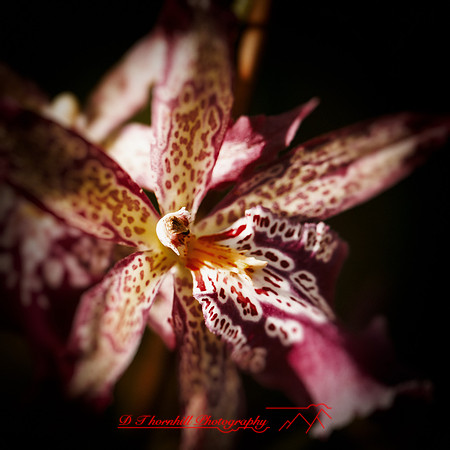 florida-nov-2014-flowers-002-nas
