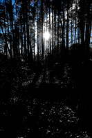 assorted_images-2007_115