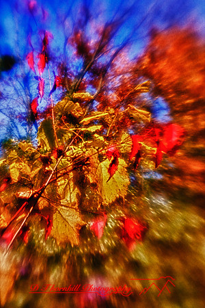 nature_images-2010_17_HDR