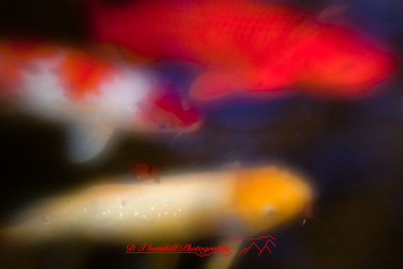 florida-2010-wildlife_02