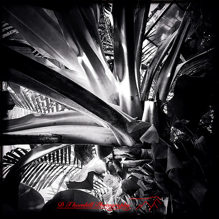 florida-2014-iphone-flowers-021