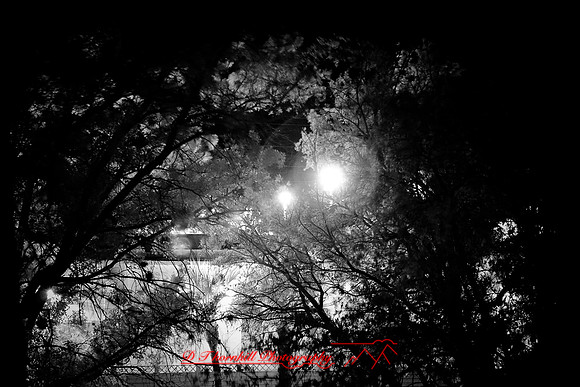 florida-2010-infrared-images_16