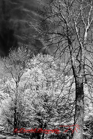 infrared_images-2012-024