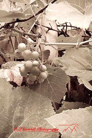 assorted_images-2007-40